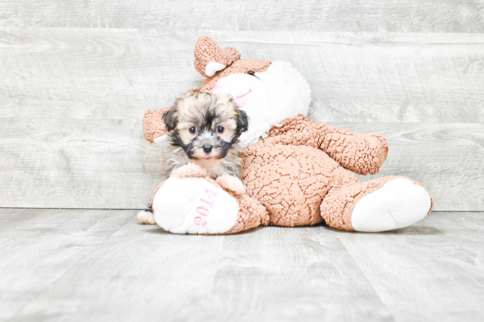 Hypoallergenic Havanese Purebred Pup