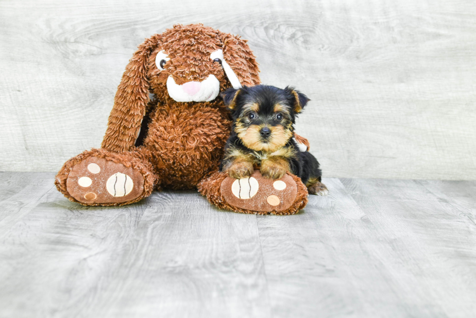 Meet Timmy - our Yorkshire Terrier Puppy Photo 