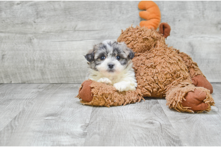 Popular Teddy Bear Designer Pup