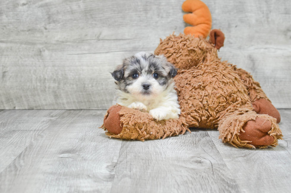 Popular Teddy Bear Designer Pup