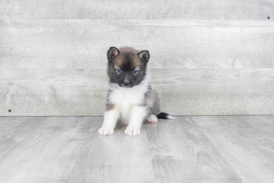 Friendly Pomsky Baby