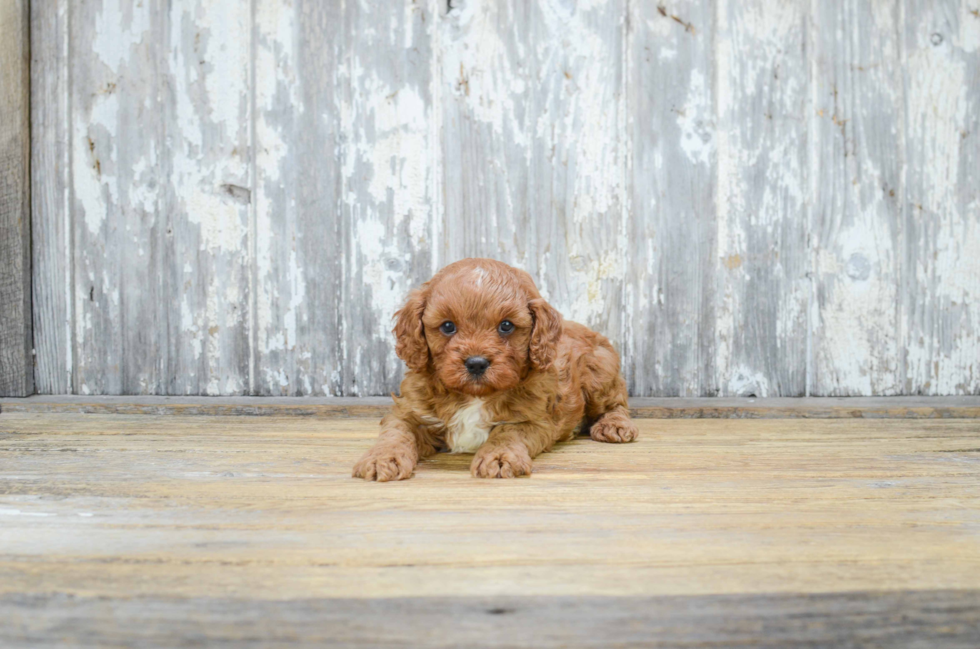 Cavapoo Puppy for Adoption