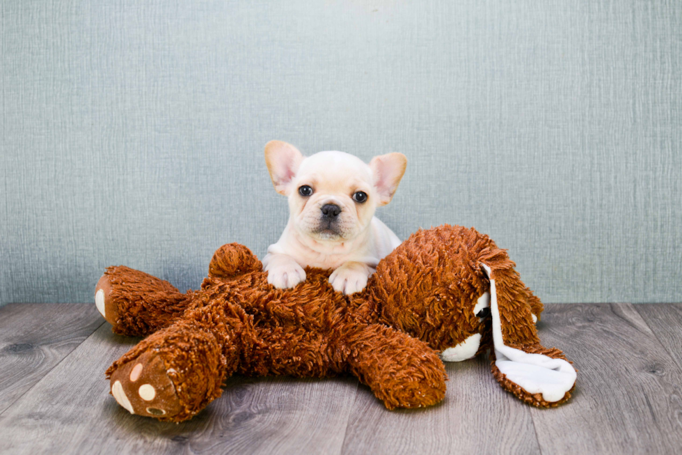 French Bulldog Puppy for Adoption