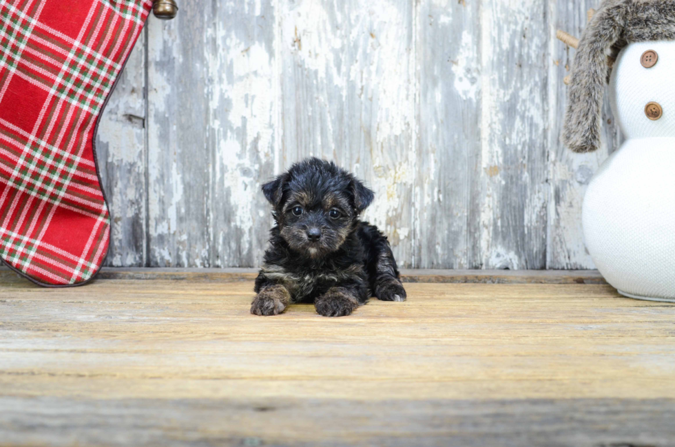 Happy Yorkie Poo Baby