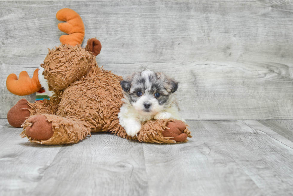 Teddy Bear Puppy for Adoption