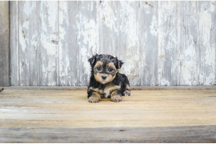 Fluffy Morkie Designer Pup