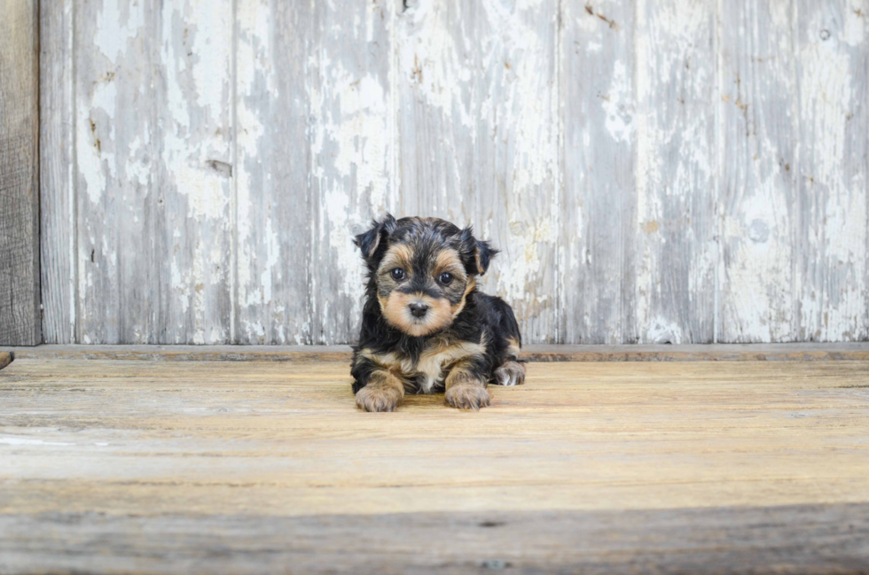 Fluffy Morkie Designer Pup