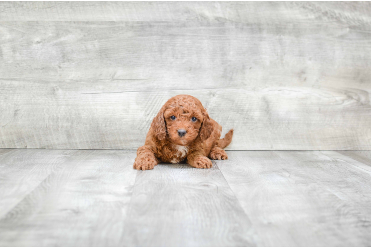 Friendly Mini Goldendoodle Baby