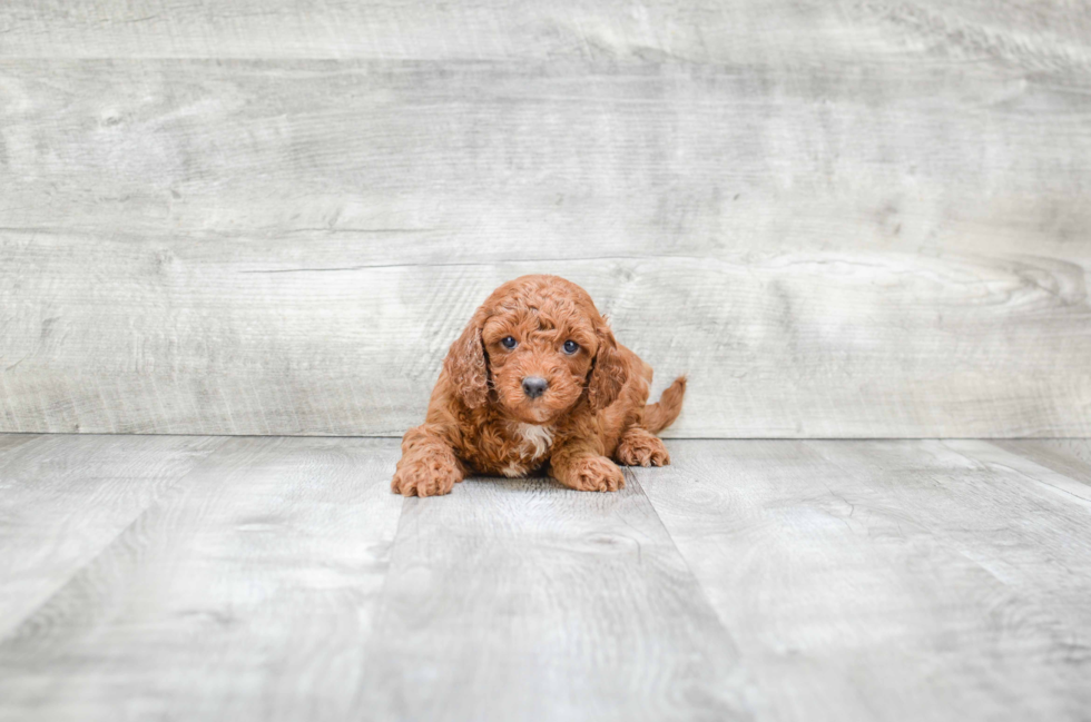 Friendly Mini Goldendoodle Baby