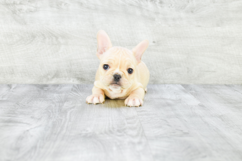 French Bulldog Puppy for Adoption