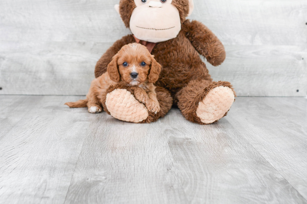 Cavapoo Puppy for Adoption