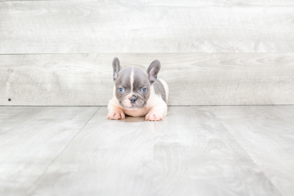 French Bulldog Pup Being Cute