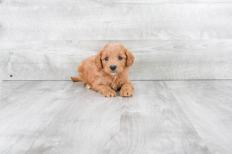 Mini Goldendoodle Puppy for Adoption