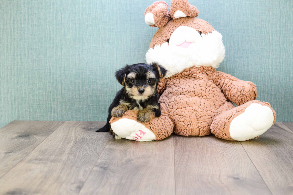 Morkie Pup Being Cute