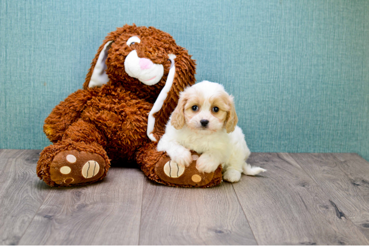 Best Cavachon Baby