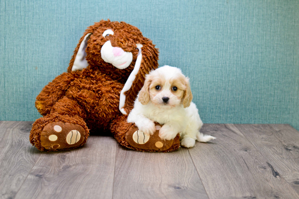 Best Cavachon Baby