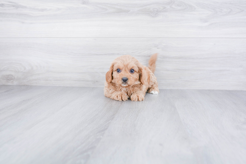 Best Cavapoo Baby