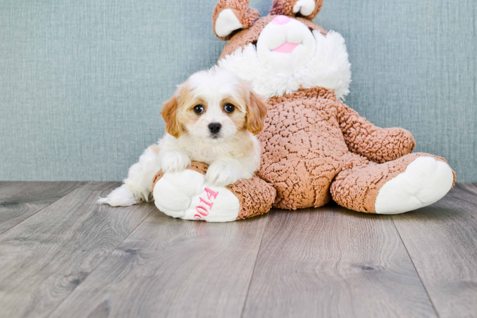 Cavachon Puppy for Adoption