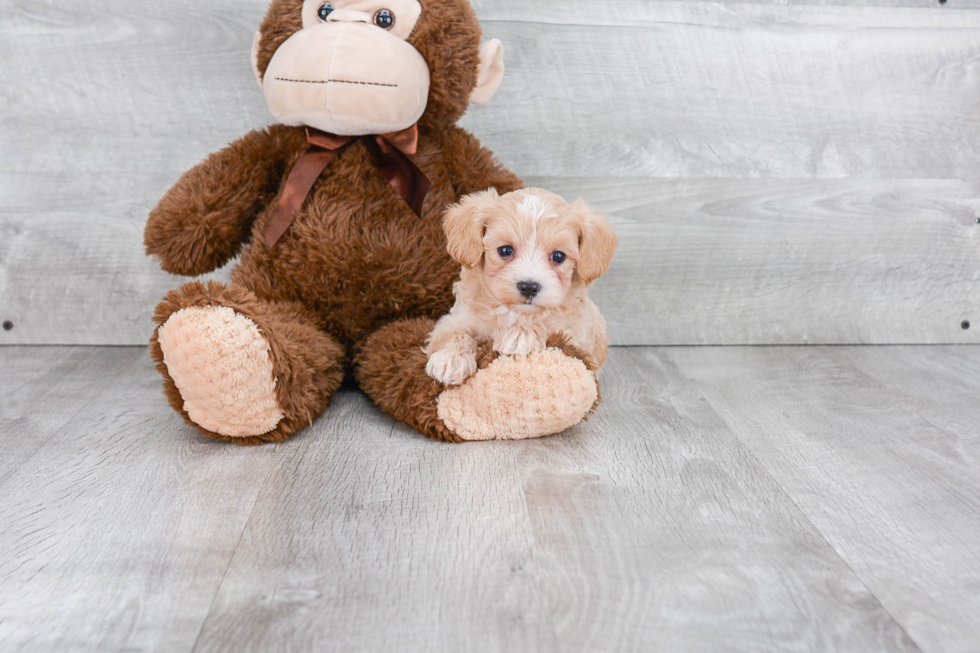 Smart Maltipoo Poodle Mix Pup