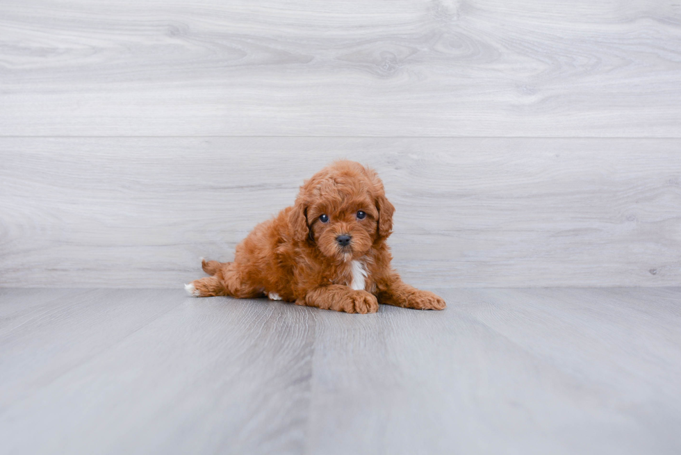 Cavapoo Puppy for Adoption