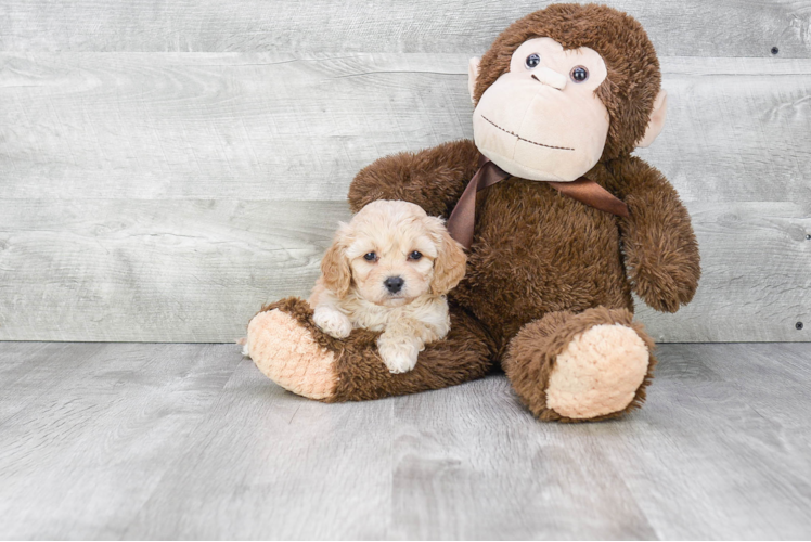 Fluffy Cavapoo Poodle Mix Pup