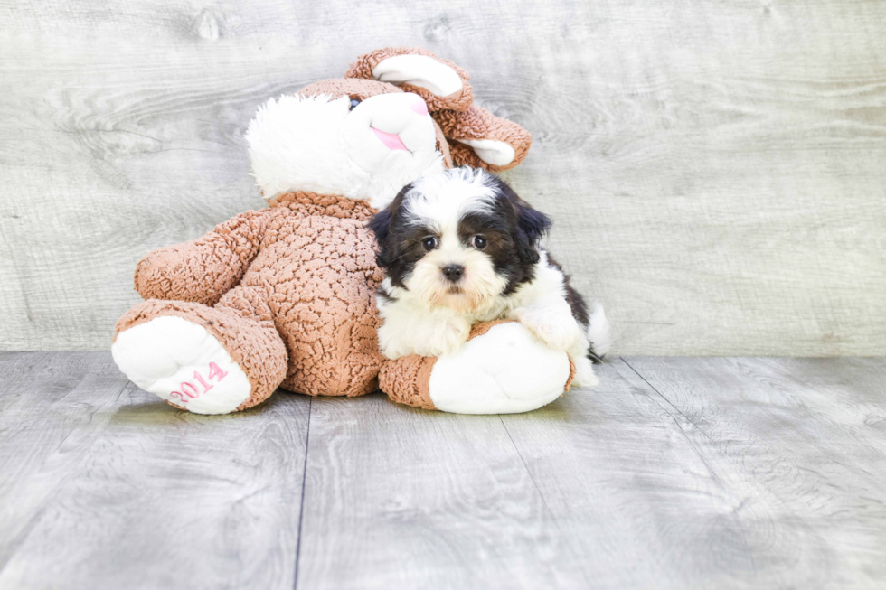 Fluffy Teddy Bear Designer Pup