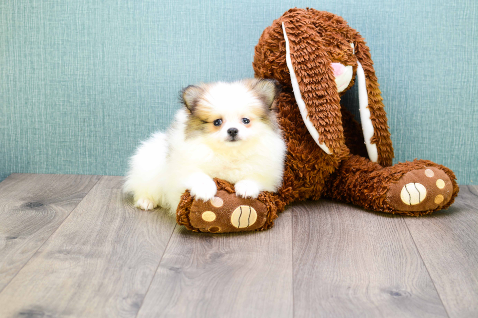 Fluffy Pomeranian Purebred Puppy