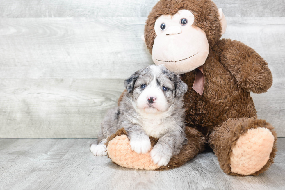 Mini Bernedoodle Puppy for Adoption