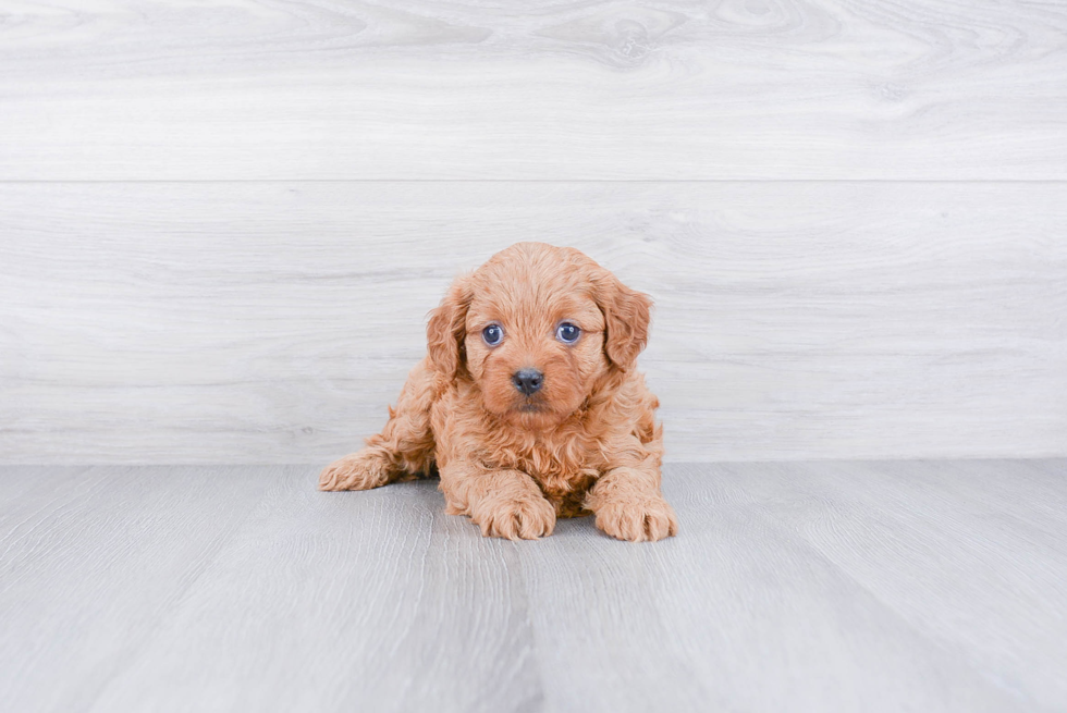 Fluffy Cavapoo Poodle Mix Pup