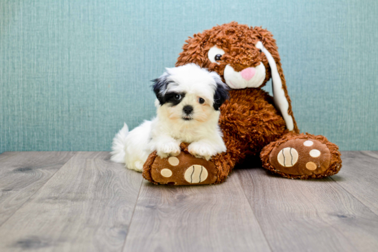 Teddy Bear Pup Being Cute