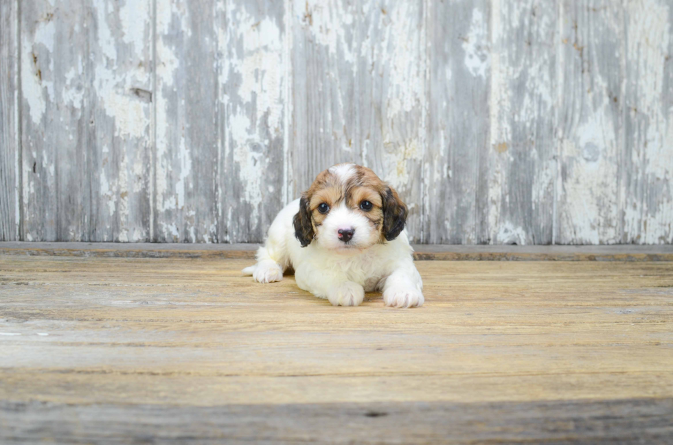 Little Cavalier Designer Puppy