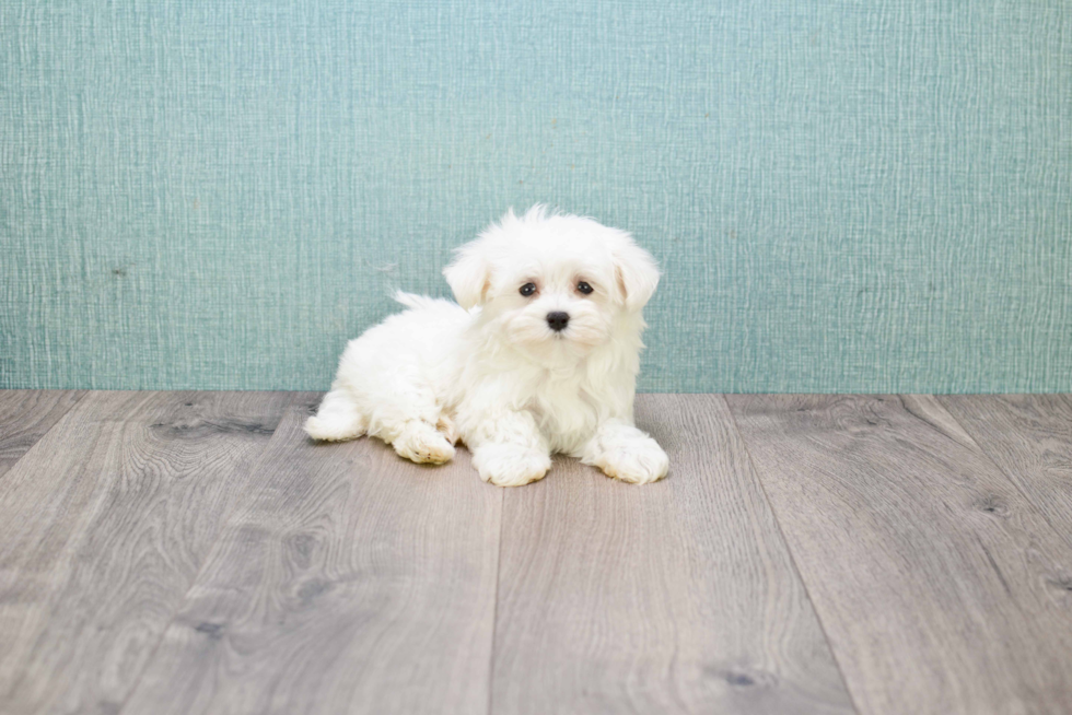 Maltese Puppy for Adoption