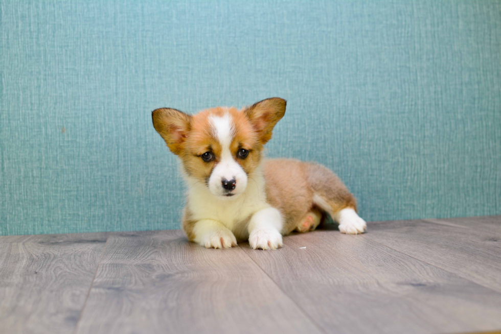 Pembroke Welsh Corgi Puppy for Adoption