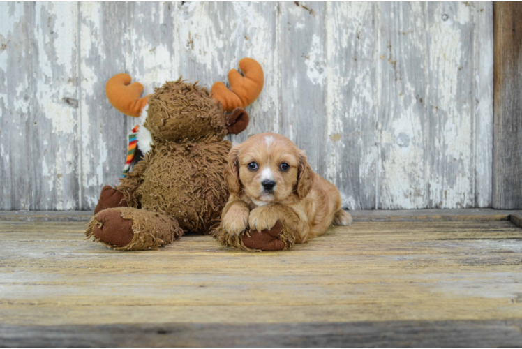 Cavachon Pup Being Cute