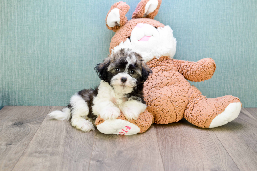 Friendly Havanese Purebred Pup