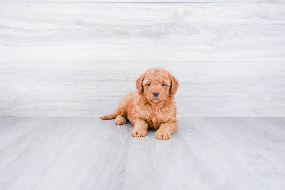 Adorable Golden Retriever Poodle Mix Puppy