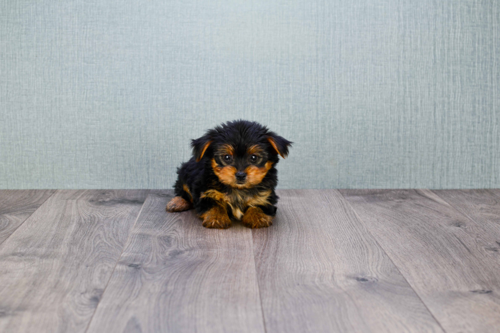 Meet Roscoe - our Yorkshire Terrier Puppy Photo 