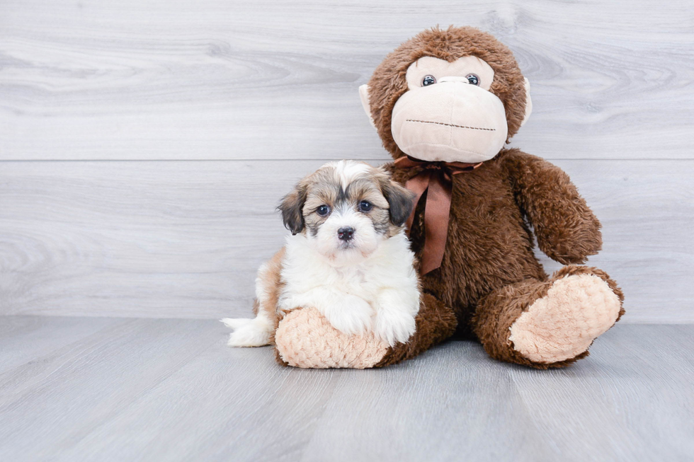 Playful Havanese Baby