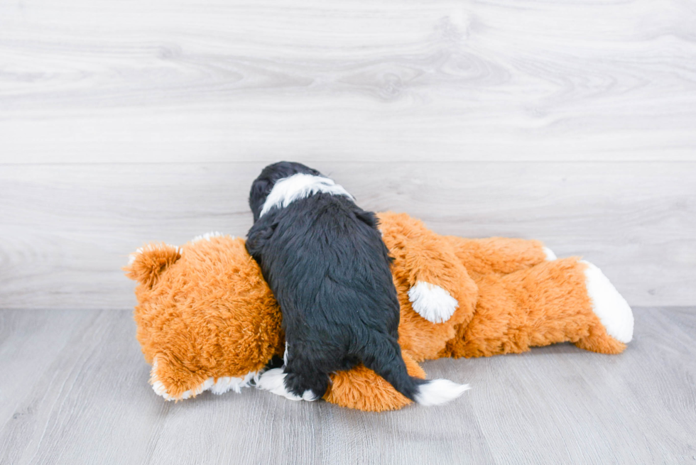 Mini Sheepadoodle Pup Being Cute