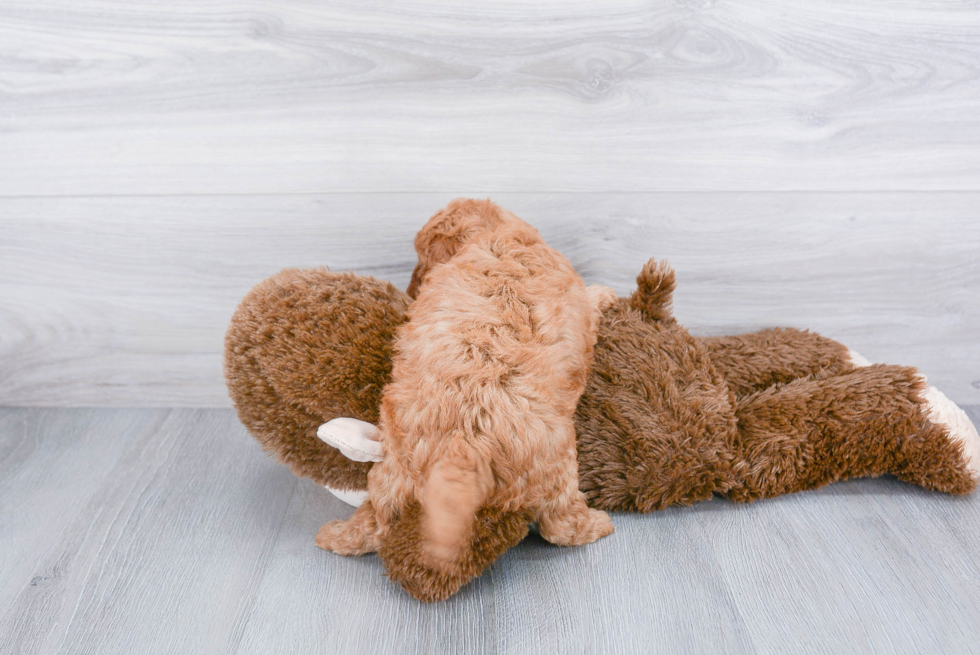 Fluffy Cavapoo Poodle Mix Pup