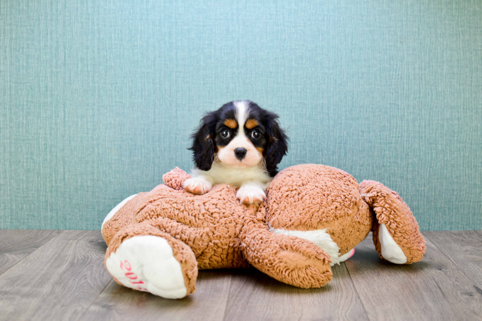 Cavalier King Charles Spaniel Pup Being Cute