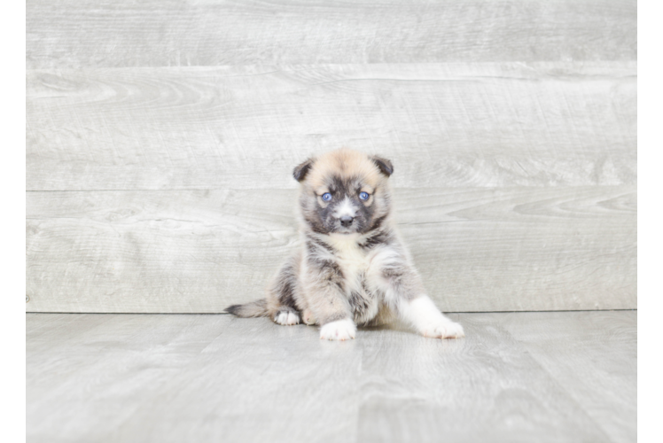 Best Pomsky Baby