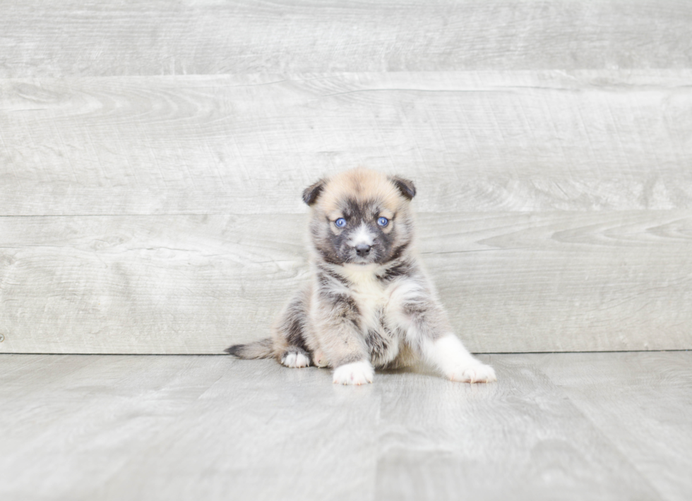 Best Pomsky Baby