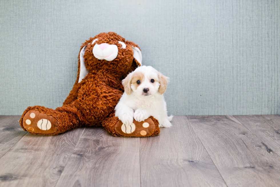 Funny Cavapoo Poodle Mix Pup