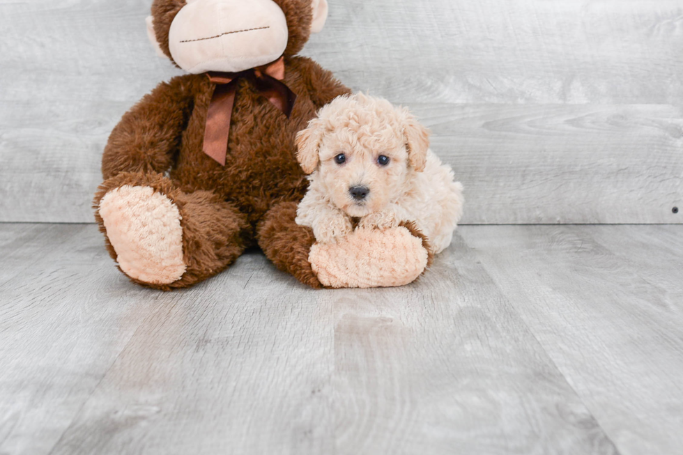 Maltipoo Pup Being Cute