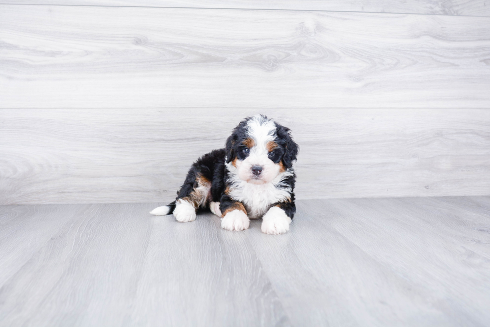 Best Mini Bernedoodle Baby