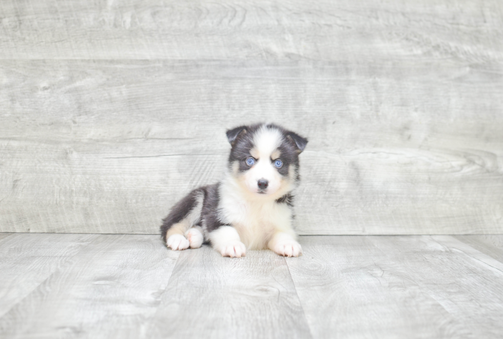 Cute Pomsky Baby