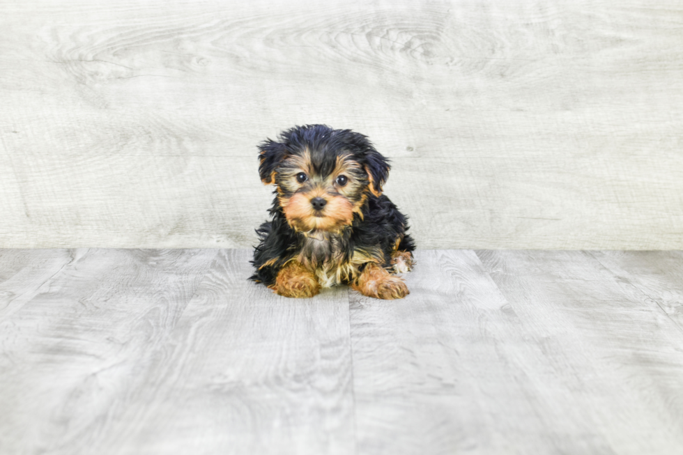 Meet Diddy - our Yorkshire Terrier Puppy Photo 