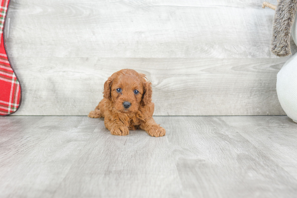 Hypoallergenic Cavoodle Poodle Mix Puppy