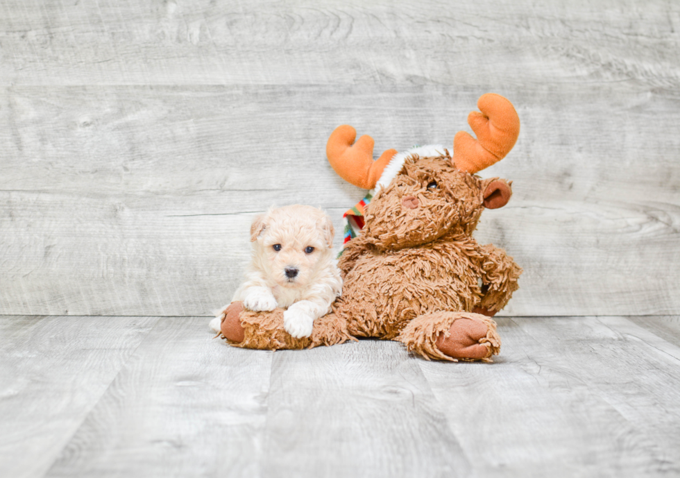 Maltipoo Pup Being Cute